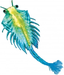 Kosmos animal de compagnie aquatique – Artémie