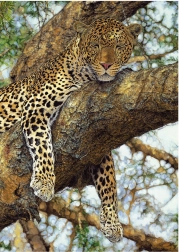 Puzzle Léopard 1000 pièces