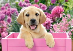 Puzzle 300 pièces Labrador chiot dans une boîte rose