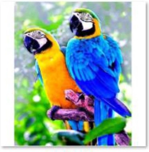 Broderie diamant (diamond painting) deux perroquets 30 × 40 cm - 1 pièce