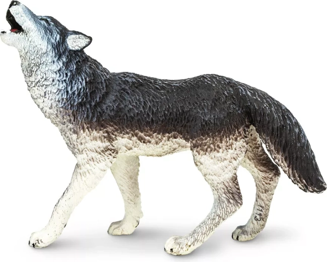 Loup gris Safari Ltd.