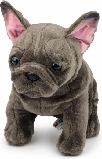 Détails réalistes du bouledogue français