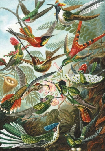 Puzzle Colibris 1000 pièces
