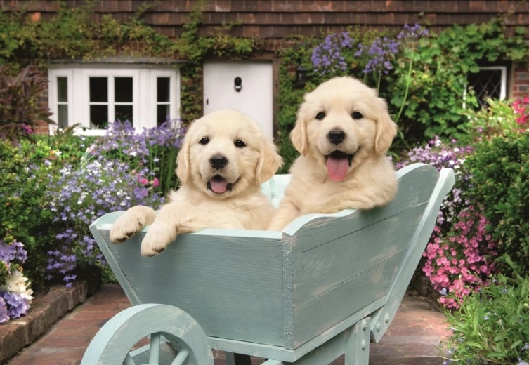 Puzzle Ravensburger Golden Retrievers 200 pièces