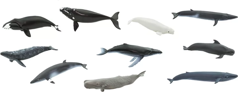 10 espèces de baleines dans une seule tube