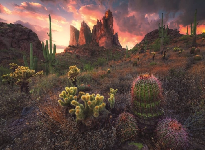 Puzzle Cactus au crépuscule 500 pièces