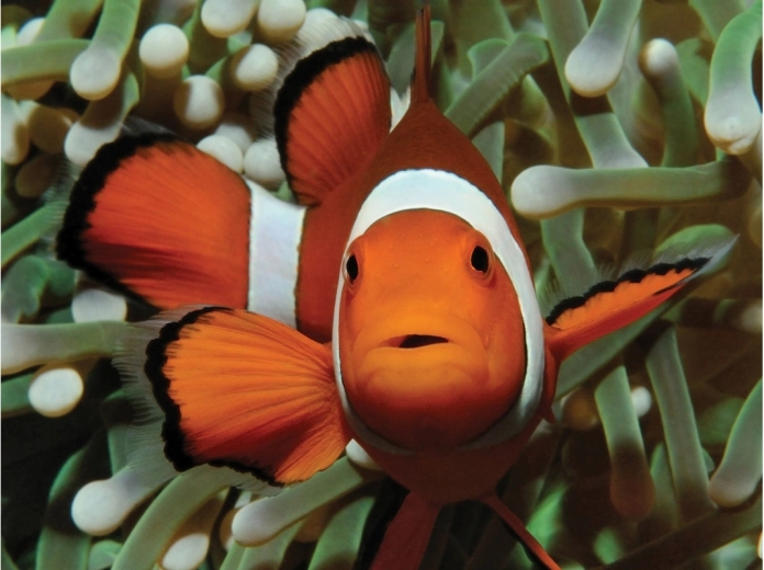 Motif enchanteur du monde sous-marin