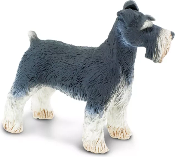 Détails fidèles du schnauzer