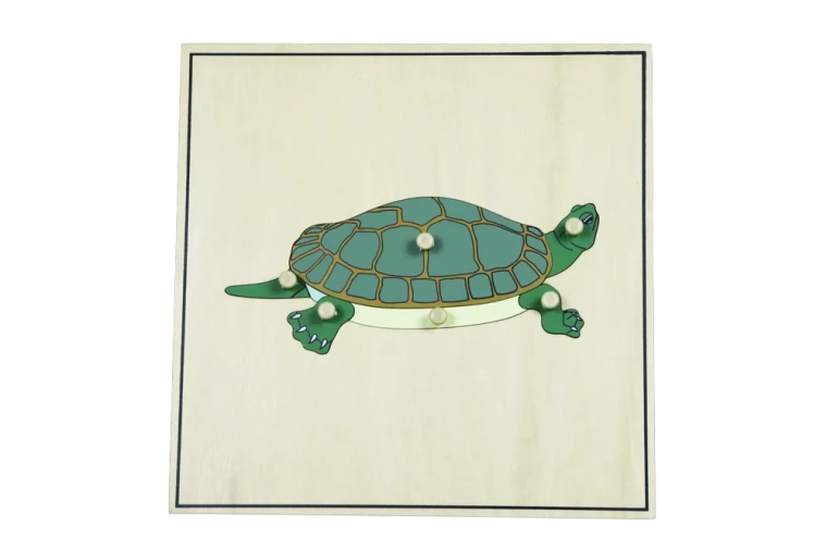Puzzle avec squelette – tortue