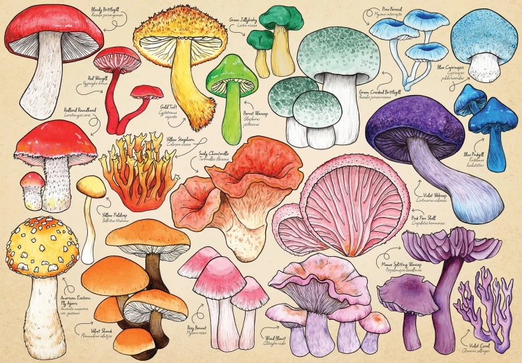 Puzzle Folie Fongique 1000 pièces