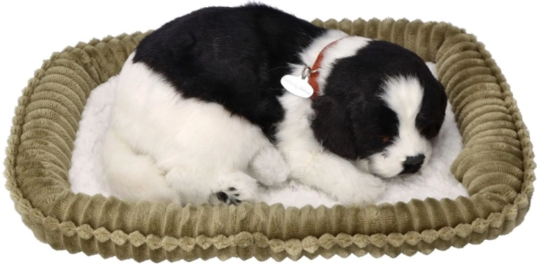 Chiot border collie respirant à adopter