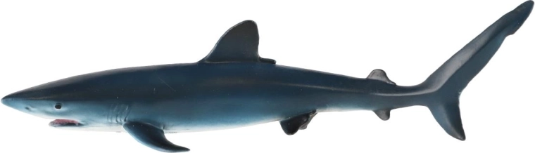 Coloration typique du requin bleu