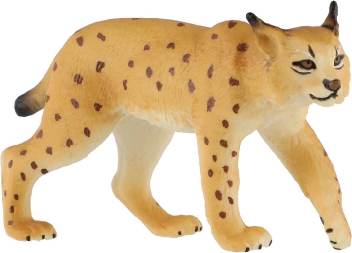 Caractéristiques typiques du lynx