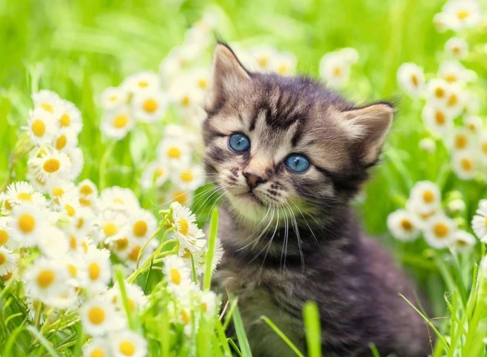 Puzzle Ravensburger Chaton dans une prairie 500 pièces