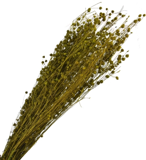 Herbe décorative séchée verte 40–70 cm