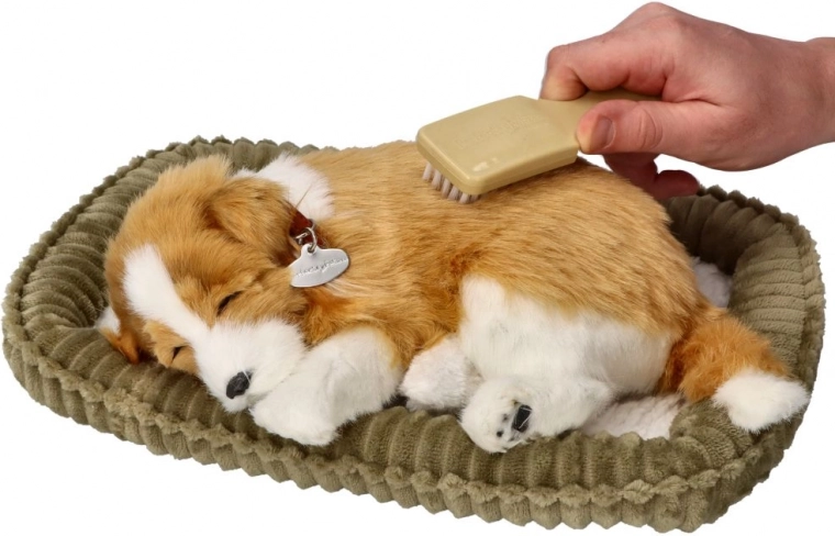 chiot border collie respirant à adopter