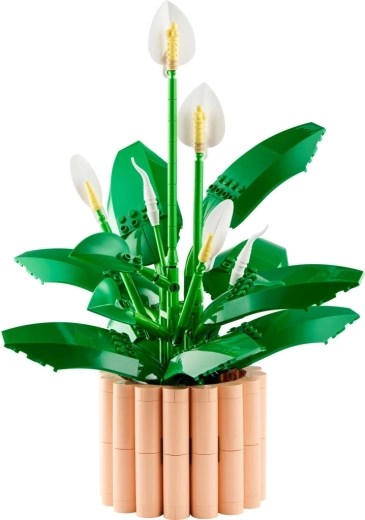 Fleurs à différents stades de floraison