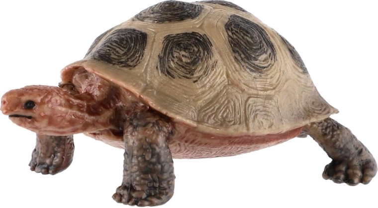 Apparence réaliste de la tortue