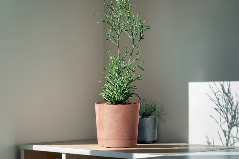 Accent élégant pour intérieurs modernes ou traditionnels