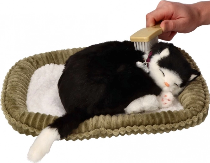 Adopte-moi chaton noir et blanc qui respire