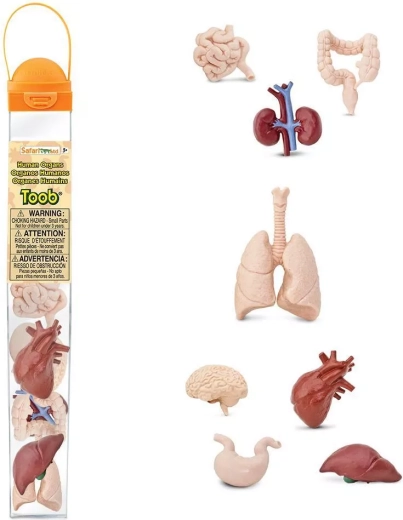 Safari Ltd. Toobs organes humains – set éducatif de figurines dans un tube