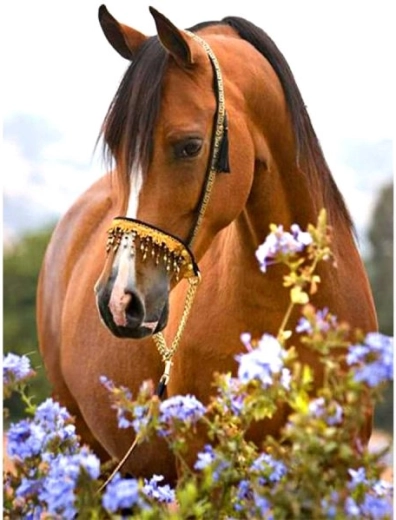 Broderie diamant (diamond painting) cheval dans une prairie 30 × 40 cm - 1 pièce