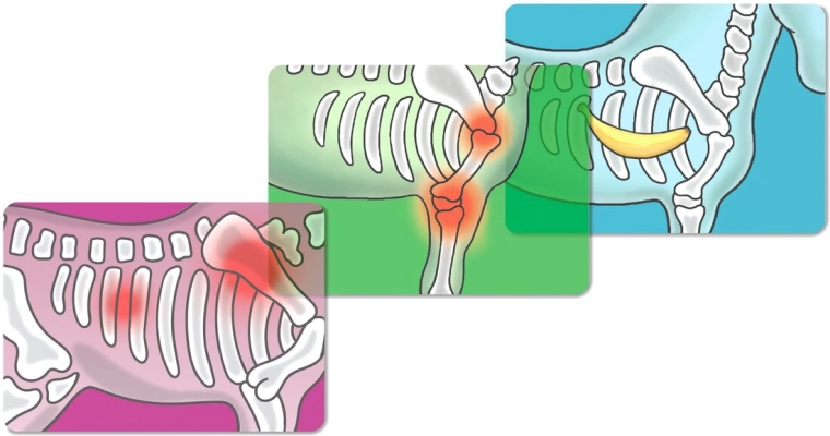 Radiographie et diagnostic comme en vrai