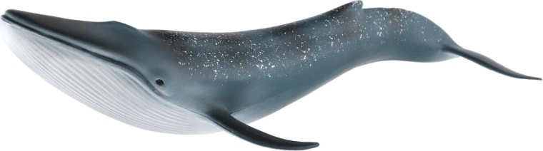 Représentation réaliste de la baleine