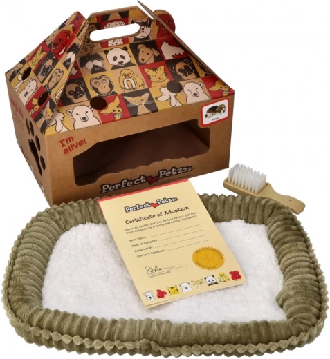 Pomeranian en peluche à adopter