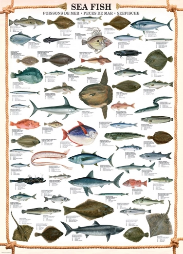 puzzle poissons marins 1000 pièces