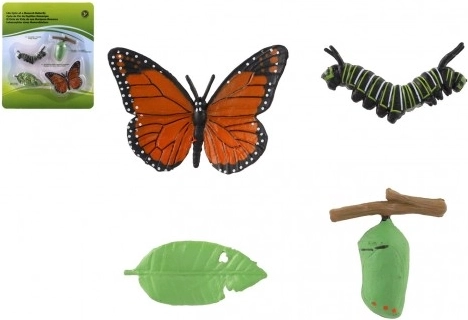 Modèle de développement du paon-du-jour (papillon)