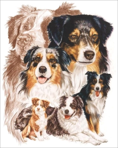 Peinture diamant – chien berger australien 30 × 40 cm - 1 pièce