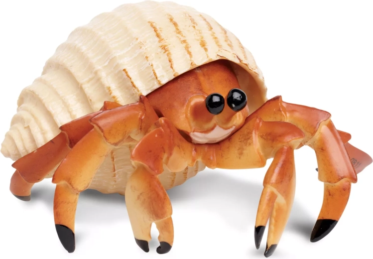 Crabe ermite Safari Ltd.