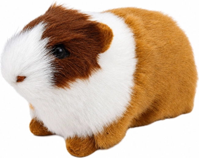 Un pelage doux comme celui d’un vrai cochon d’Inde