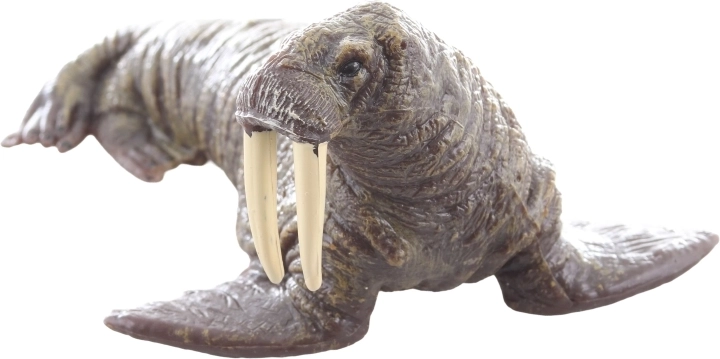 Idéale pour l’apprentissage et la collection