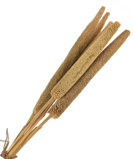 Décoration séchée (plante séchée) beige – 5 pcs, 50–60 cm