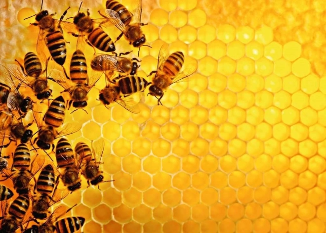 Puzzle 1000 pièces Nature - Abeilles