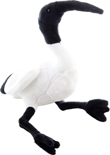 L'apparence caractéristique de l'ibis