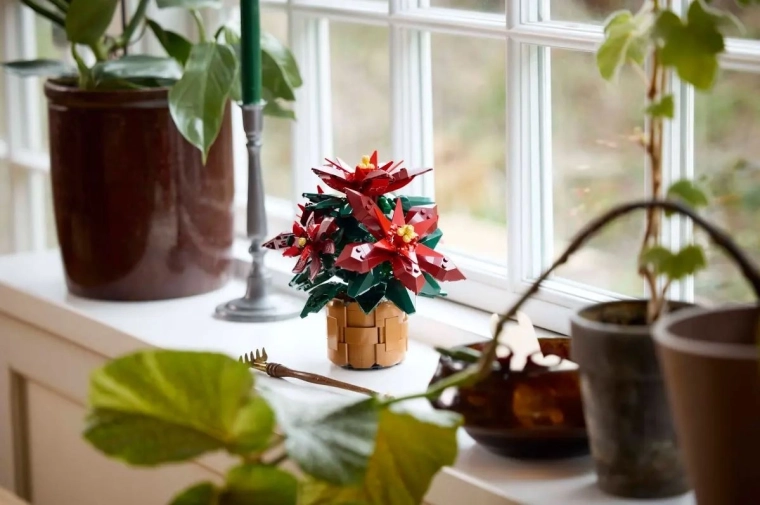 Décoration sans arrosage pour la maison et le bureau