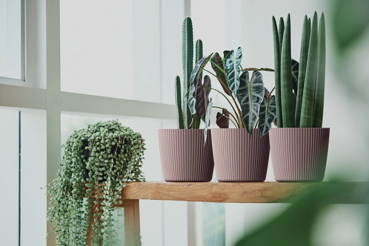 Idéal pour les petites plantes