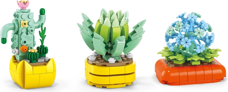 Cactus et succulentes sans entretien