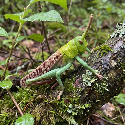 Découverte ludique de la nature