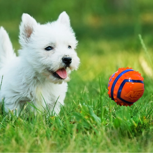 Haute visibilité lors des jeux en extérieur