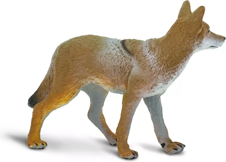 Apparence fidèle du coyote
