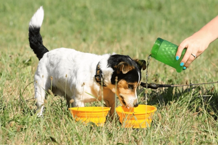 Hydratation et alimentation partout grâce au 2‑en‑1