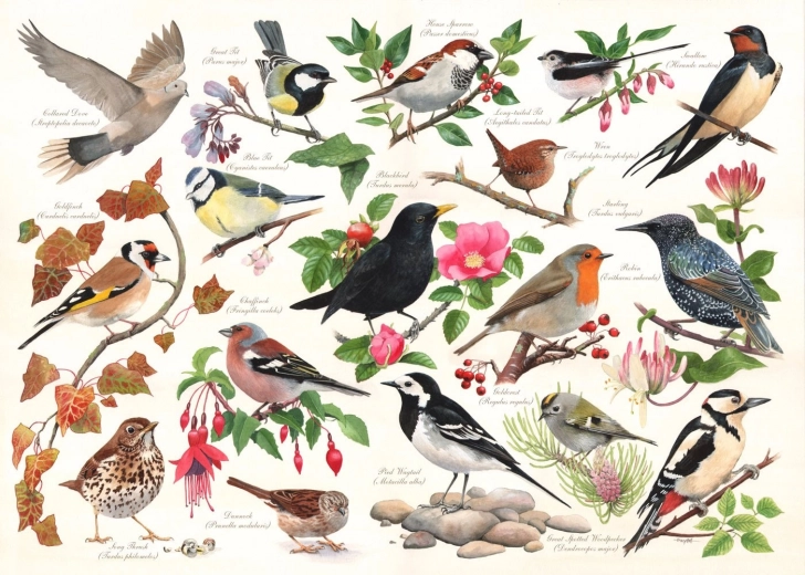 Puzzle Oiseaux dans le Jardin - 1000 Pièces