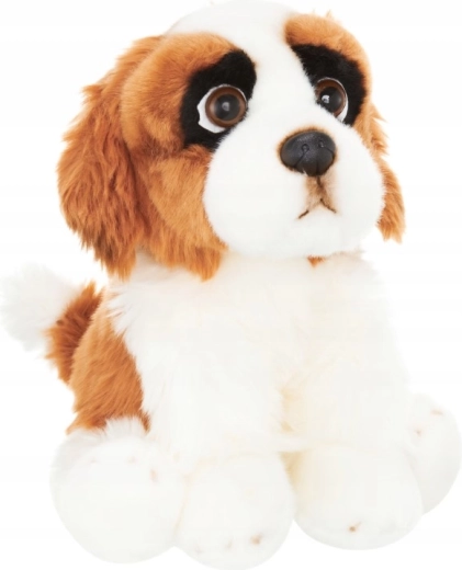 Grands yeux et apparence typique du saint-bernard