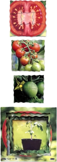 Quatre phases de croissance de la tomate