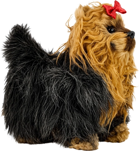 Adorable apparence de yorkshire-terrier
