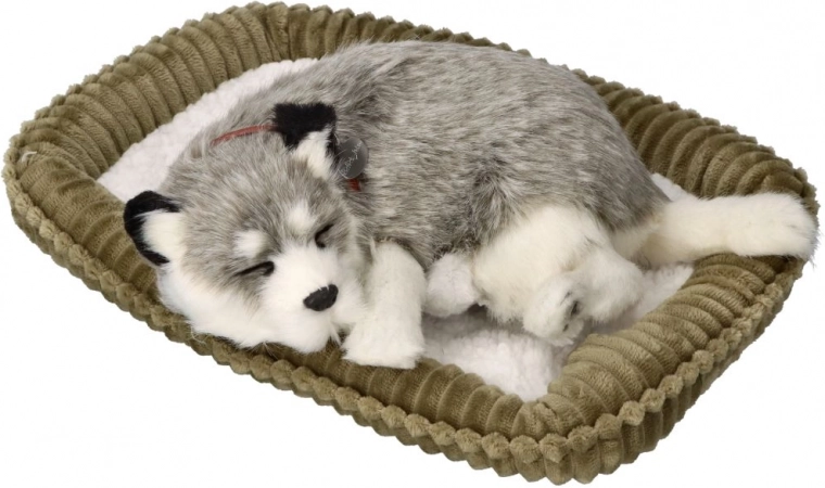 Chiot husky d’Alaska respirant